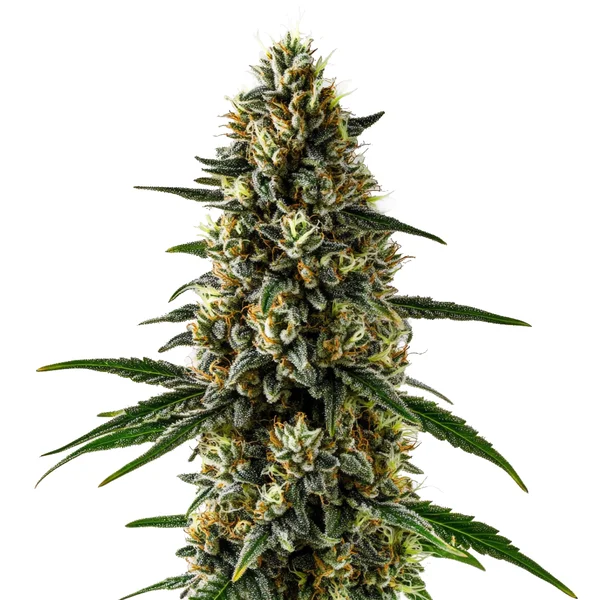 CBD Super Kush (1:15) (Blimburn Seeds) – offizielles Produktbild