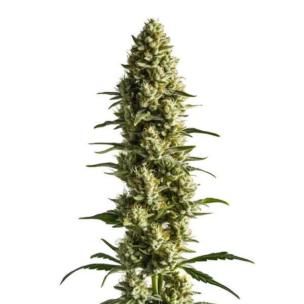 CBD Super Kush (1:25) (Blimburn Seeds) – Produktbild des Herstellers