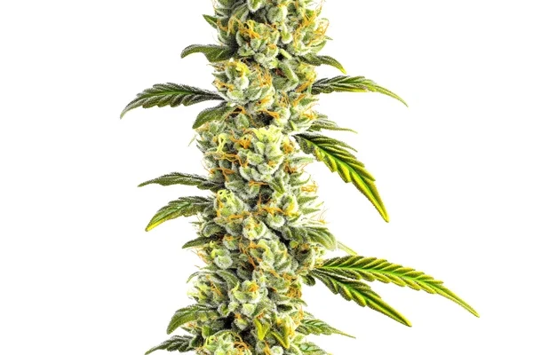 CBD Super Silver (1:1) (Blimburn Seeds) – offizielles Produktbild