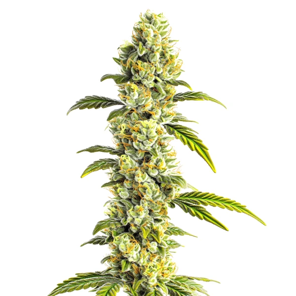 CBD Super Silver (1:1) (Blimburn Seeds) – offizielles Produktbild