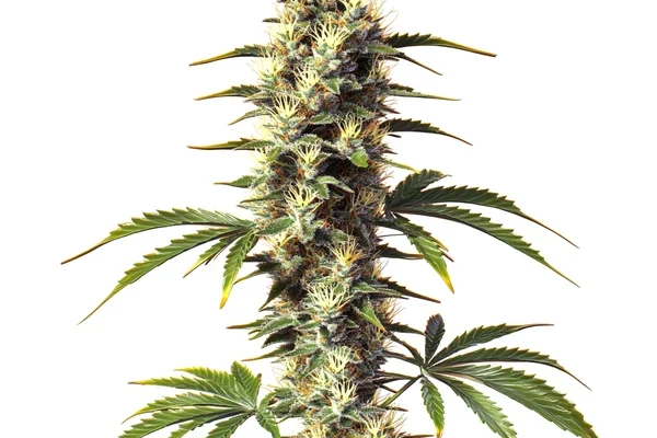 CBD Supreme Durban (Blimburn Seeds) – offizielles Produktbild
