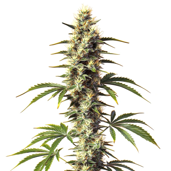 CBD Supreme Durban (Blimburn Seeds) – offizielles Produktbild