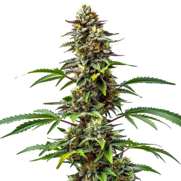 CBD Tutti Frutti (1:15) (Blimburn Seeds) – offizielles Produktbild