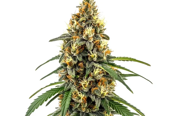 CBD Very Cherry Berry (Blimburn Seeds) – offizielles Produktbild