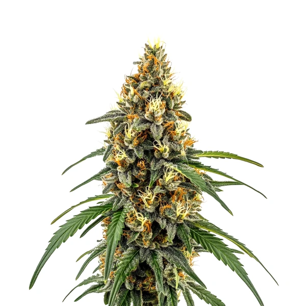 CBD Very Cherry Berry (Blimburn Seeds) – offizielles Produktbild