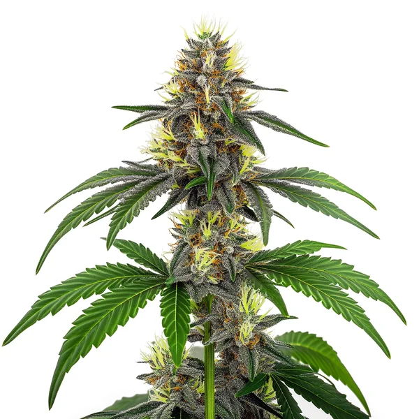 CBD White Widow (1:10) (Blimburn Seeds) – offizielles Produktbild