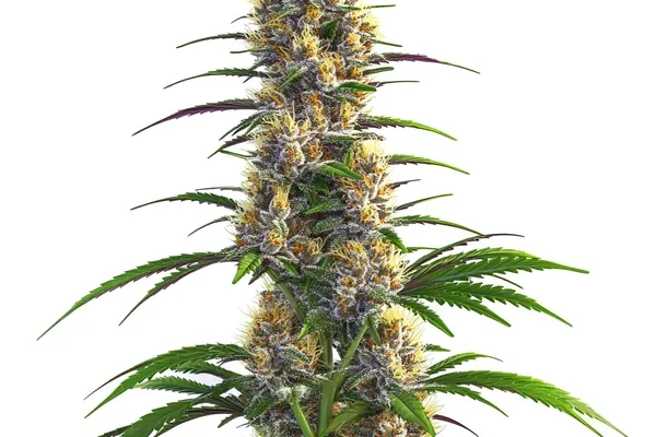 CBD Zenergy (Blimburn Seeds) – offizielles Produktbild
