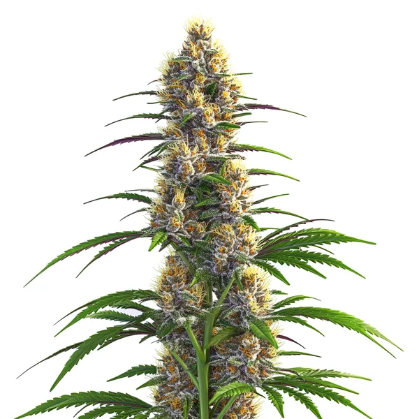 CBD Zenergy (Blimburn Seeds) – offizielles Produktbild