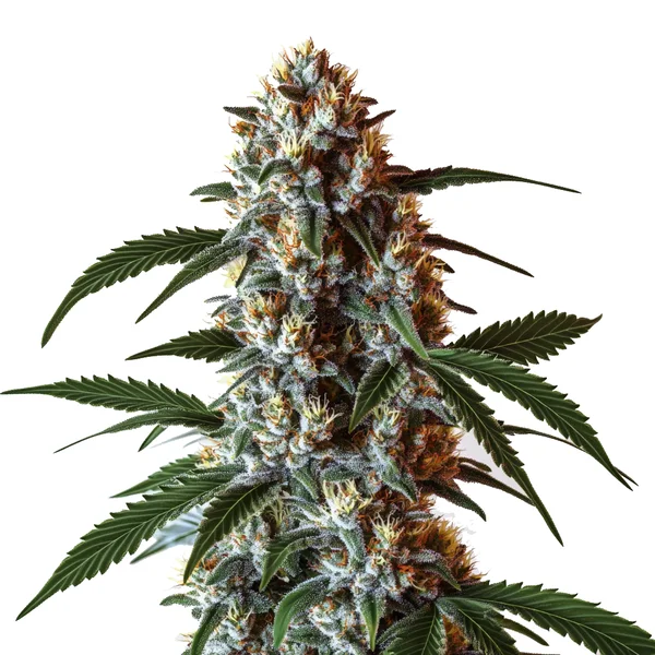 CBD Zkittlez (1:1) (Blimburn Seeds) – offizielles Produktbild