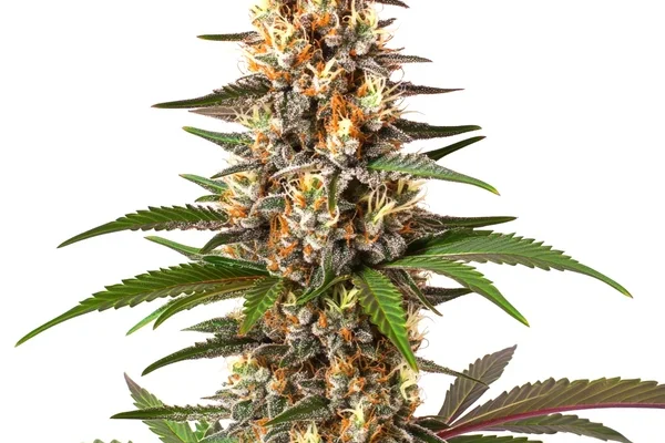Cake Bomb (Blimburn Seeds) – offizielles Produktbild
