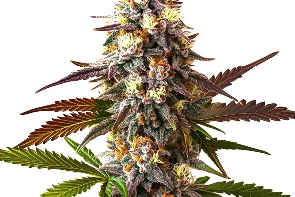 Cake Bomb Schnellversion (Blimburn Seeds) – offizielles Produktbild