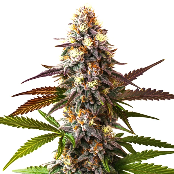 Cake Bomb Schnellversion (Blimburn Seeds) – offizielles Produktbild