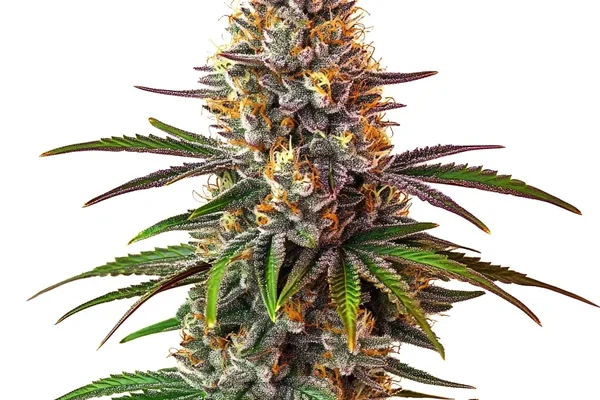 Cake Bomb Regulär (Blimburn Seeds) – offizielles Produktbild