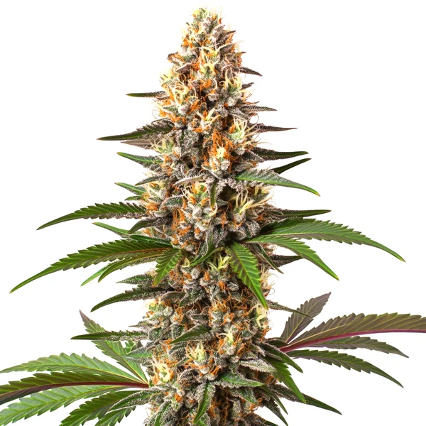 Cake Bomb (Blimburn Seeds) – offizielles Produktbild