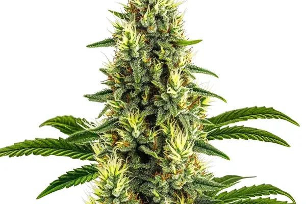 California Dream (Blimburn Seeds) – offizielles Produktbild
