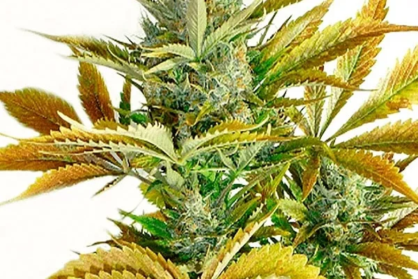 California Haze (Blimburn Seeds) – offizielles Produktbild