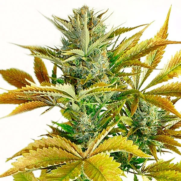 California Haze (Blimburn Seeds) – offizielles Produktbild