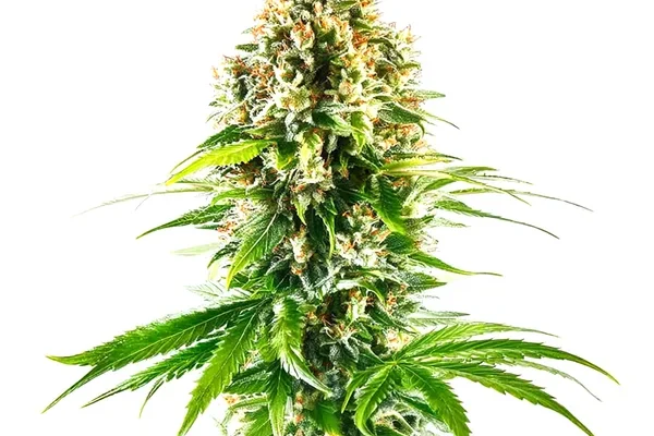 California Orange Regulär (Blimburn Seeds) – offizielles Produktbild