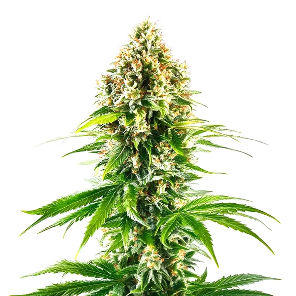California Orange Regulär (Blimburn Seeds) – offizielles Produktbild