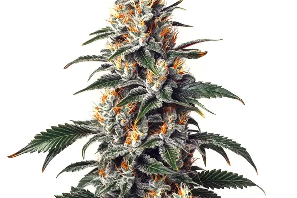 California Orange x Skunk (Blimburn Seeds) – offizielles Produktbild
