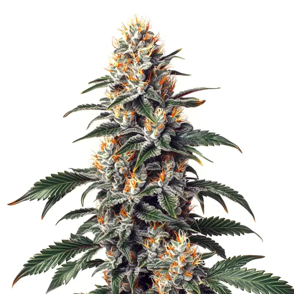 California Orange x Skunk (Blimburn Seeds) – offizielles Produktbild