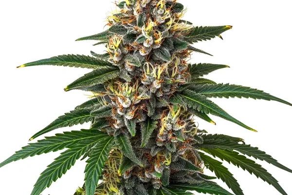 Candy Kush (Blimburn Seeds) – offizielles Produktbild
