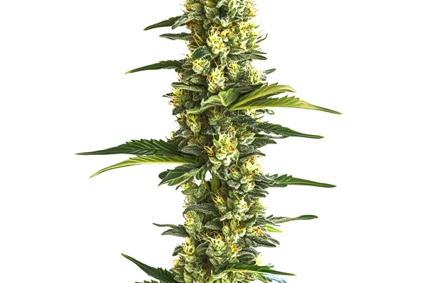 Candy Kush Schnellversion (Blimburn Seeds) – offizielles Produktbild
