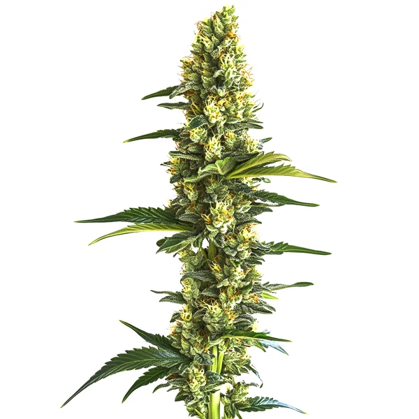 Candy Kush Schnellversion (Blimburn Seeds) – offizielles Produktbild