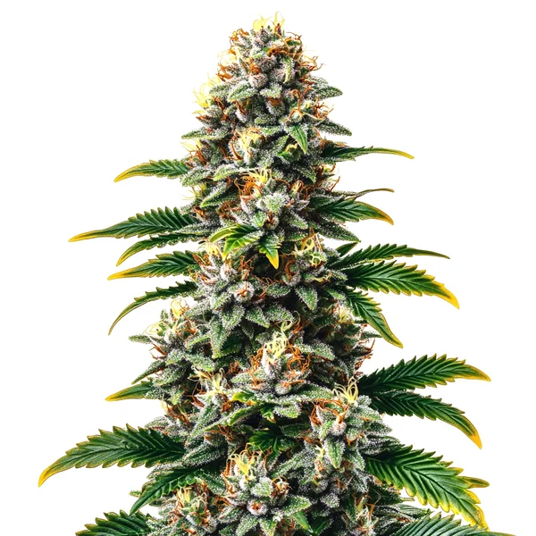 Candy Kush Regulär (Blimburn Seeds) – offizielles Produktbild