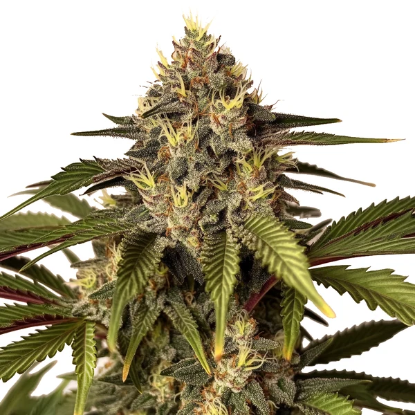 Candy Kush x Do-Si-Dos (Blimburn Seeds) – offizielles Produktbild