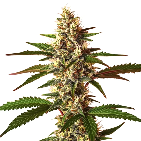 Candy Punch Regulär (Blimburn Seeds) – offizielles Produktbild