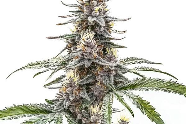 Cannatonic (Blimburn Seeds) – offizielles Produktbild