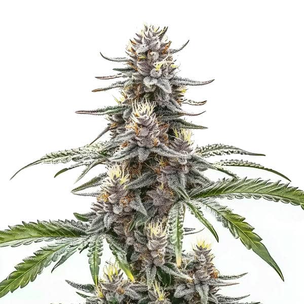 Cannatonic (Blimburn Seeds) – offizielles Produktbild