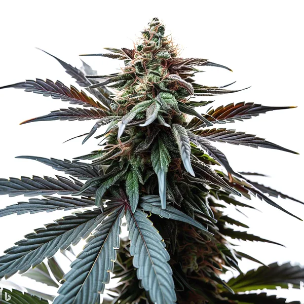 Cap Junky (Blimburn Seeds) – offizielles Produktbild