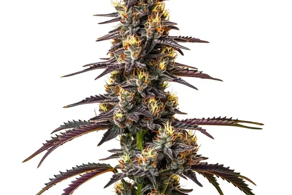 Carbon Fiber (Blimburn Seeds) – offizielles Produktbild