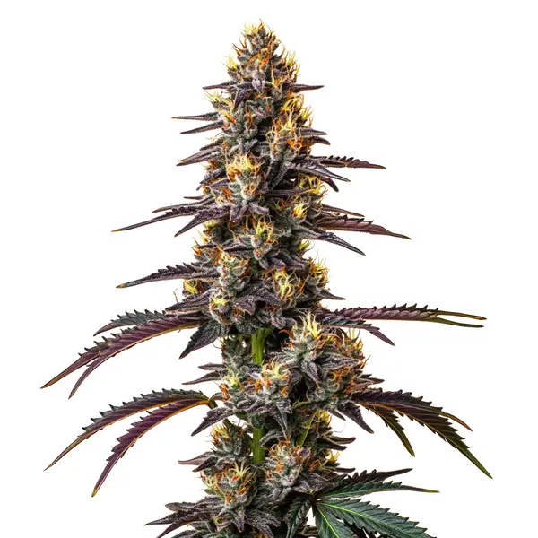 Carbon Fiber (Blimburn Seeds) – offizielles Produktbild