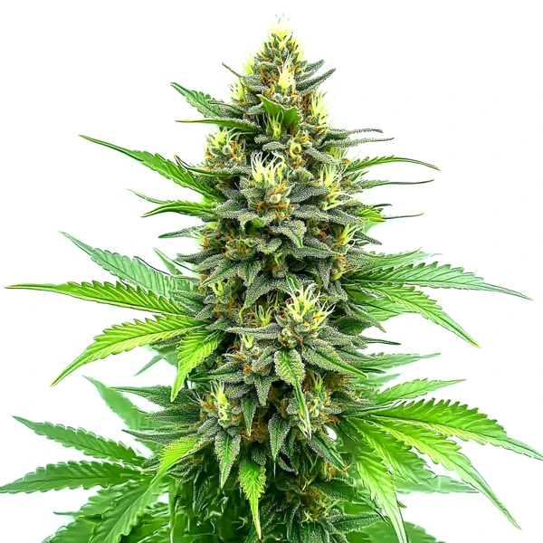 CBD Carmagnola (Blimburn Seeds) – offizielles Produktbild
