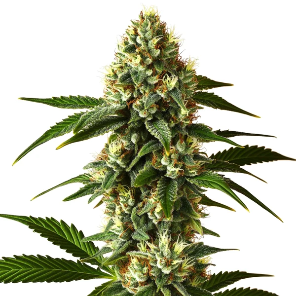 Carmen 2.0 Schnellversion (Blimburn Seeds) – offizielles Produktbild
