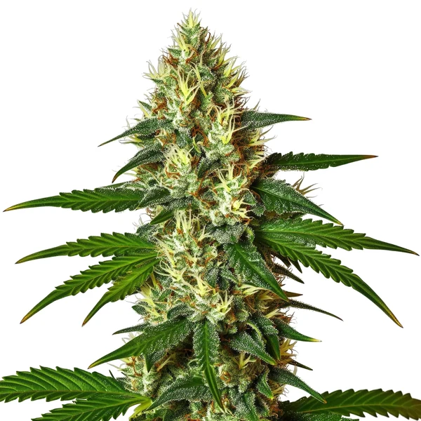 Carmen 2.0 (Blimburn Seeds) – offizielles Produktbild