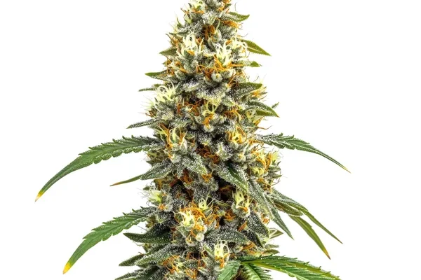 Carmen x Durban Poison (Blimburn Seeds) – offizielles Produktbild