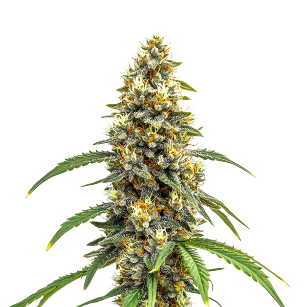 Carmen x Durban Poison (Blimburn Seeds) – offizielles Produktbild