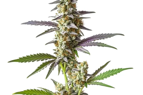 Cement Shoe x Rainbow Regular (Blimburn Seeds) – offizielles Produktbild