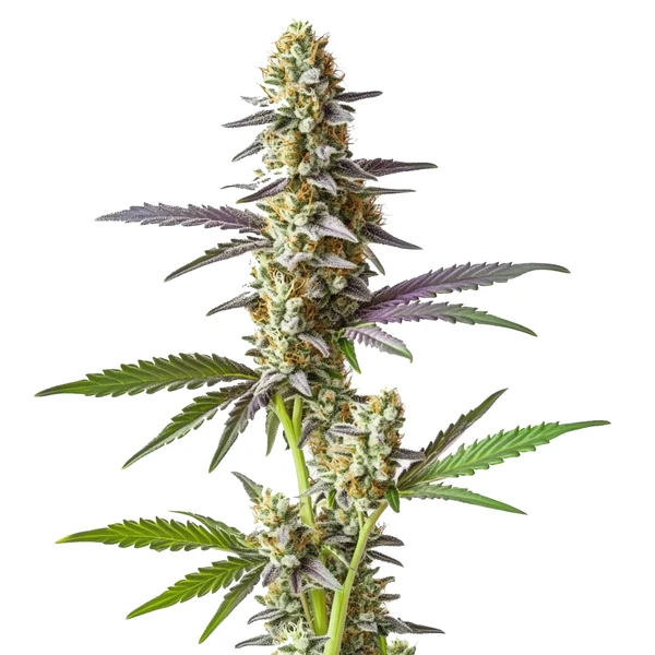 Cement Shoe x Rainbow Regular (Blimburn Seeds) – offizielles Produktbild