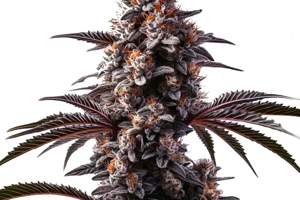 Cement Shoes (Blimburn Seeds) – offizielles Produktbild
