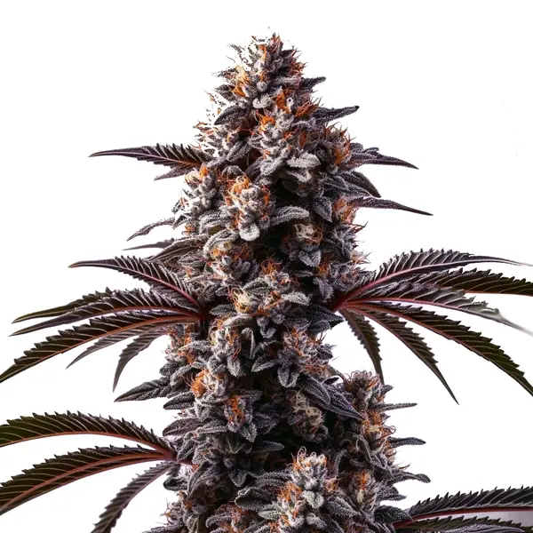Cement Shoes (Blimburn Seeds) – offizielles Produktbild