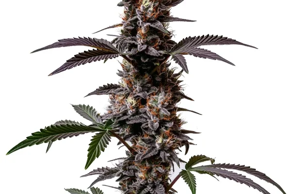 Cement Shoes Regulär (Blimburn Seeds) – offizielles Produktbild