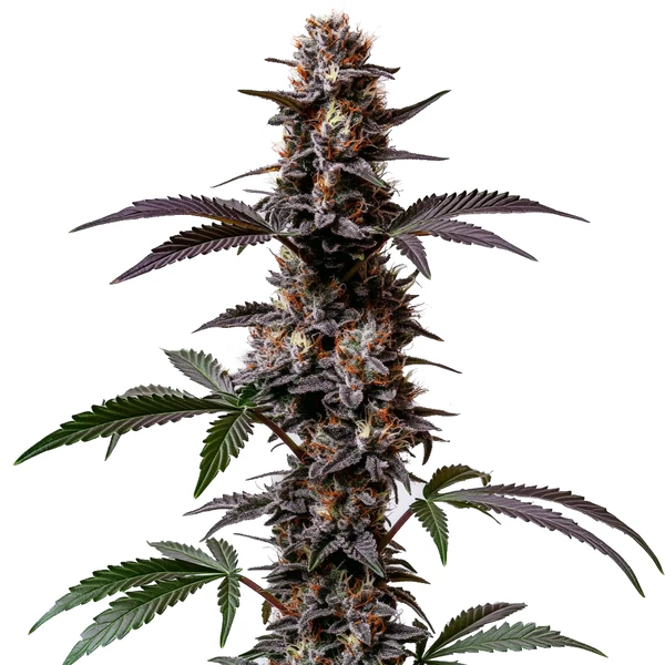 Cement Shoes Regulär (Blimburn Seeds) – offizielles Produktbild