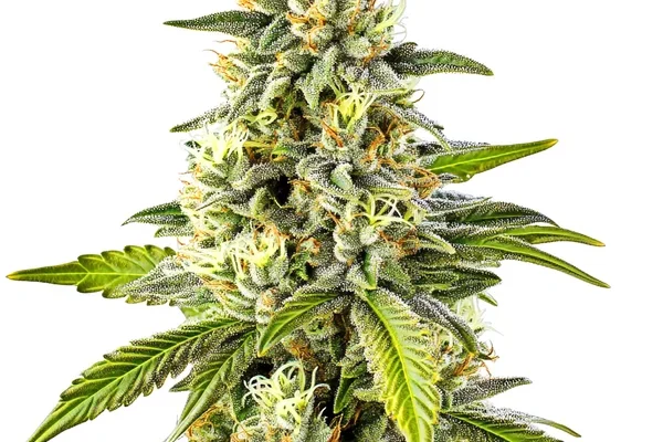 Cheese (Blimburn Seeds) – offizielles Produktbild