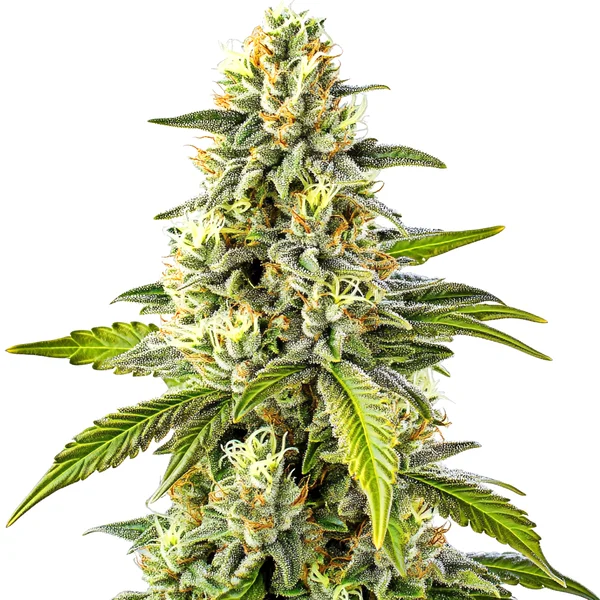 Cheese (Blimburn Seeds) – offizielles Produktbild