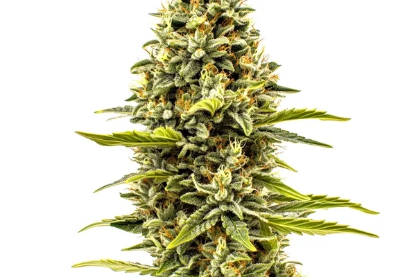 Cheese Auto (Blimburn Seeds) – offizielles Produktbild